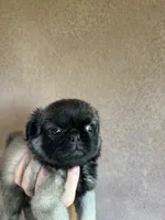 Lucy, a female Pug for sale in Menifee, CA – 1 of 6