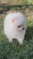 Snowflake , a male Pomeranian for sale in Menifee, CA – 2 of 5