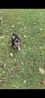 Sizi (Mini size), a male Yorkshire Terrier for sale in Menifee, CA – 8 of 9