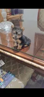 Lexy (Teacup), a female Yorkshire Terrier for sale in Menifee, CA – 1 of 7