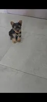 Cooper, a male Yorkshire Terrier for sale in Menifee, CA – 3 of 4