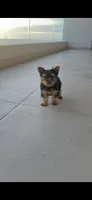 Cooper, a male Yorkshire Terrier for sale in Menifee, CA – 2 of 4