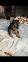 Daisy, a female Yorkshire Terrier for sale in Menifee, CA – 3 of 5