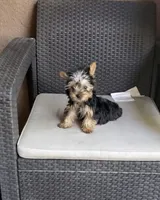 Tucker, a male Yorkshire Terrier for sale in Menifee, CA – 2 of 4