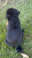 Daisy, a female Pug for sale in Menifee, CA – 3 of 5