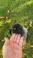 Lucy, a female Pug for sale in Menifee, CA – 2 of 6