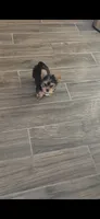 Spike (Mini size), a male Yorkshire Terrier for sale in Menifee, CA – 7 of 9