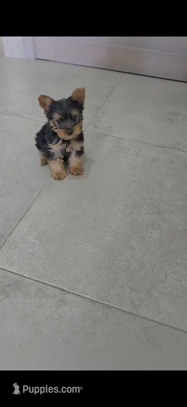 Cooper – Yorkshire Terrier puppy for sale in Menifee, CA