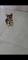 Cooper, a male Yorkshire Terrier for sale in Menifee, CA – 1 of 4