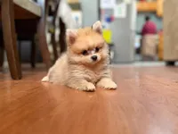 Coco, a male Pomeranian for sale in Menifee, CA – 7 of 7