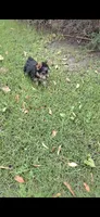 Sizi (Mini size), a male Yorkshire Terrier for sale in Menifee, CA – 3 of 9
