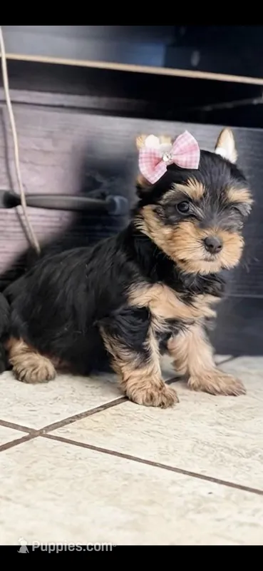 Lucy – Yorkshire Terrier puppy for sale in Menifee, CA
