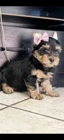 Lucy, a female Yorkshire Terrier for sale in Menifee, CA – 1 of 2