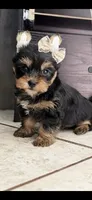 Lucy, a female Yorkshire Terrier for sale in Menifee, CA – 2 of 2
