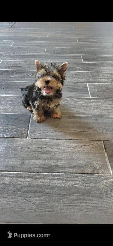 Ziggy – Yorkshire Terrier puppy for sale in Menifee, CA