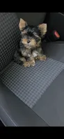 Max, a male Yorkshire Terrier for sale in Menifee, CA – 6 of 7