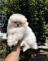 Charlie, a male Pomeranian for sale in Menifee, CA – 2 of 2