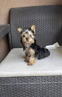 Tucker, a male Yorkshire Terrier for sale in Menifee, CA – 4 of 4