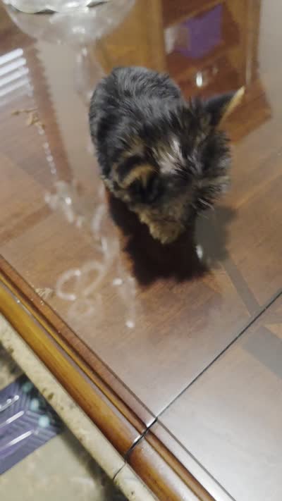 Lexy (Teacup), a female Yorkshire Terrier for sale in Menifee, CA – 7 of 7