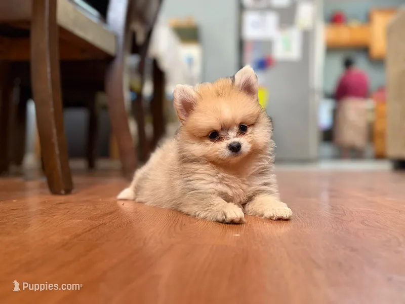 Coco – Pomeranian puppy for sale in Menifee, CA