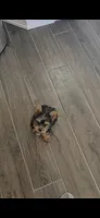 Spike (Mini size), a male Yorkshire Terrier for sale in Menifee, CA – 5 of 9