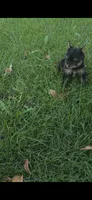 Tucker, a male Yorkshire Terrier for sale in Menifee, CA – 2 of 6