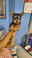 Spike (Mini size9), a male Yorkshire Terrier for sale in Menifee, CA – 2 of 3