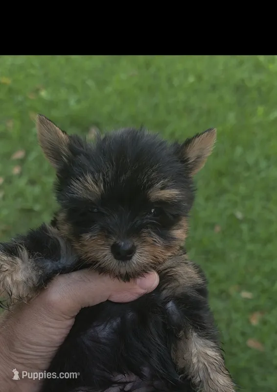 Tucker – Yorkshire Terrier puppy for sale in Menifee, CA