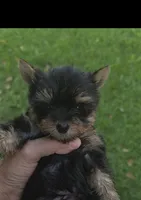 Tucker, a male Yorkshire Terrier for sale in Menifee, CA – 1 of 6