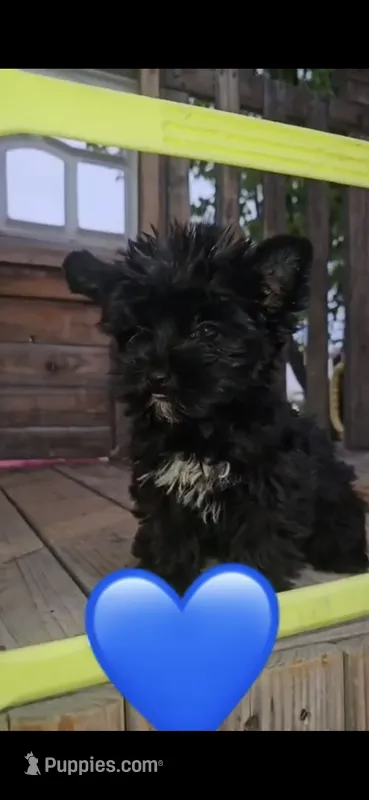 Ziggy – Yorkshire Terrier puppy on hold in Menifee, CA