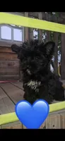 Ziggy, a male Yorkshire Terrier for sale in Menifee, CA – 1 of 3