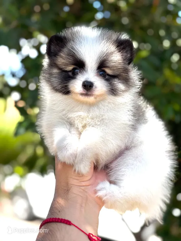 Teddy – Pomeranian puppy for sale in Menifee, CA