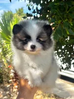 Teddy, a male Pomeranian for sale in Menifee, CA – 2 of 4
