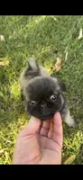 Lucy, a female Pug for sale in Menifee, CA – 3 of 6