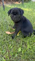 Daisy, a female Pug for sale in Menifee, CA – 4 of 5