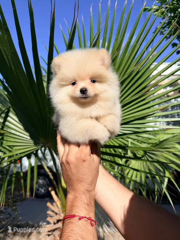 Cooper – Pomeranian puppy for sale in Menifee, CA