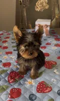 Oliver, a male Yorkshire Terrier for sale in Menifee, CA – 2 of 4