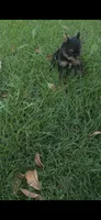 Tucker, a male Yorkshire Terrier for sale in Menifee, CA – 3 of 6