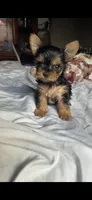 Daisy, a female Yorkshire Terrier for sale in Menifee, CA – 2 of 5