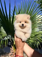 Cooper, a male Pomeranian for sale in Menifee, CA – 2 of 5