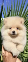 Cooper, a male Pomeranian for sale in Menifee, CA – 5 of 5