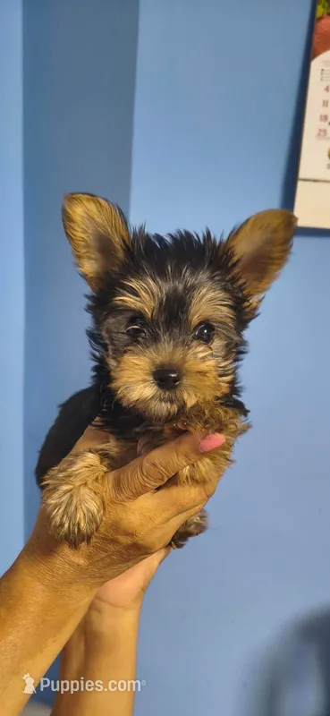Spike – Yorkshire Terrier puppy for sale in Menifee, CA