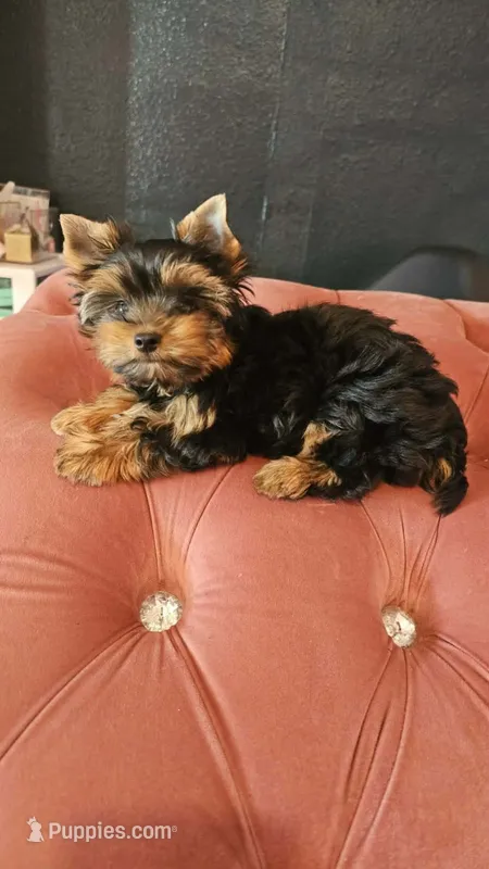 Zizzy – Yorkshire Terrier puppy for sale in Menifee, CA