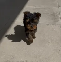 Ruffo, a male Yorkshire Terrier for sale in Menifee, CA – 4 of 6