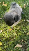 Lucy, a female Pug for sale in Menifee, CA – 5 of 6