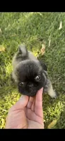 Lucy, a female Pug for sale in Menifee, CA – 6 of 6