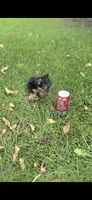 Pixie (Teacup), a female Yorkshire Terrier for sale in Menifee, CA – 2 of 9