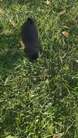 Daisy, a female Pug for sale in Menifee, CA – 5 of 5