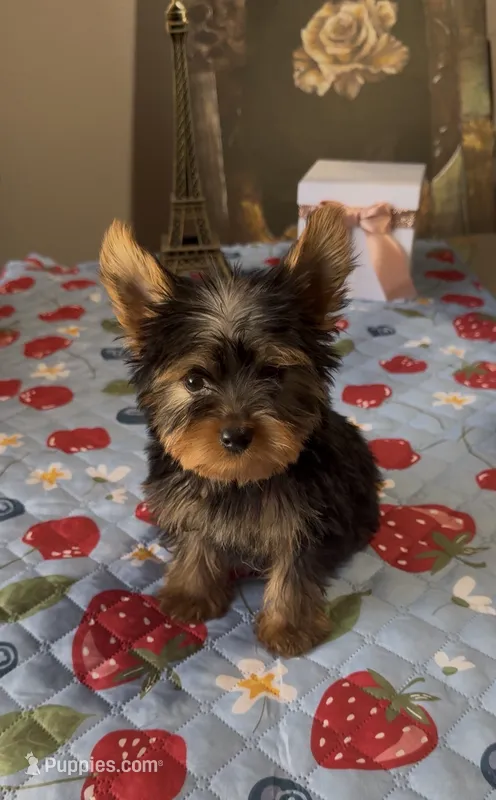 Oliver – Yorkshire Terrier puppy for sale in Menifee, CA