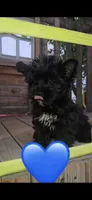 Ziggy, a male Yorkshire Terrier for sale in Menifee, CA – 2 of 3